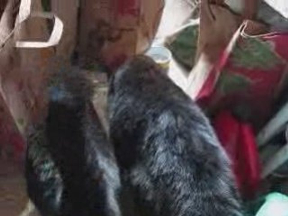 Pasta Sauce Cats