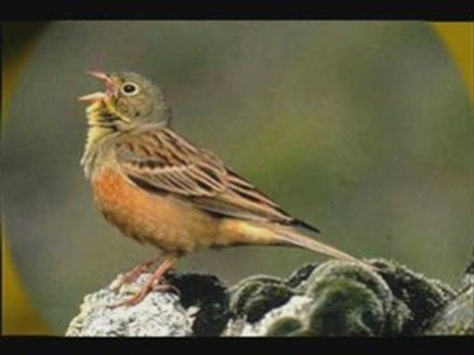 Bruant ortolan N