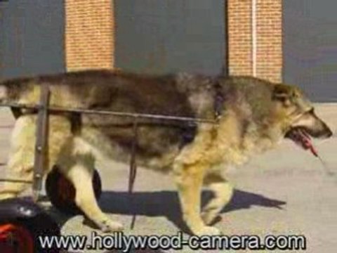 Rex berger allemand handicapé.