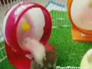 cro cro mignion les titi namster!!