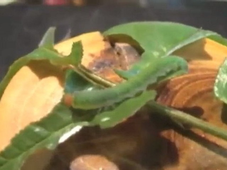 CHENILLE (Caterpillar)