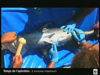 Marquage du thon rouge en méditerranée