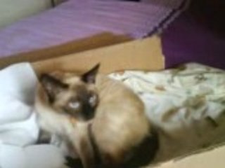 Choupette dilate bb sort un peu dur dur
