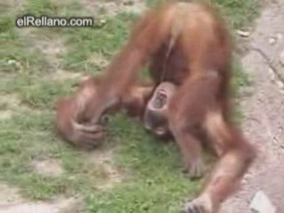 au zoo
