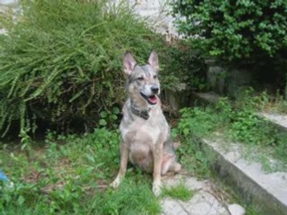 chiens à adopter ! regardez svp!