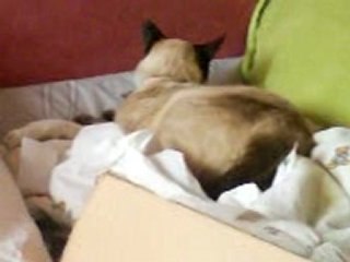 DES Contractions et puis les bébés sont là...