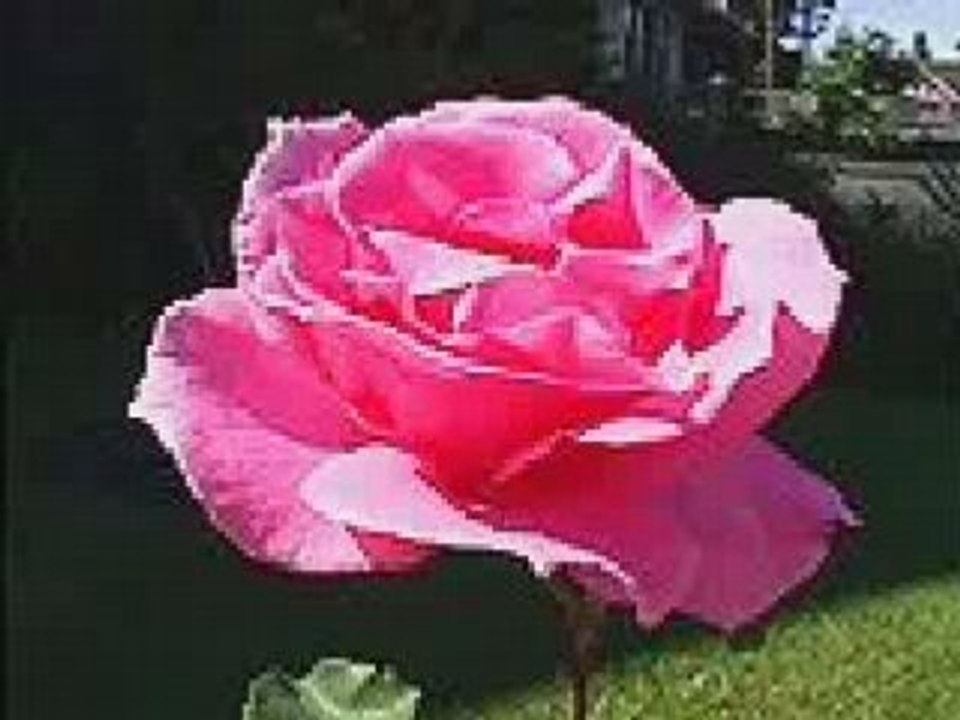 ROZA