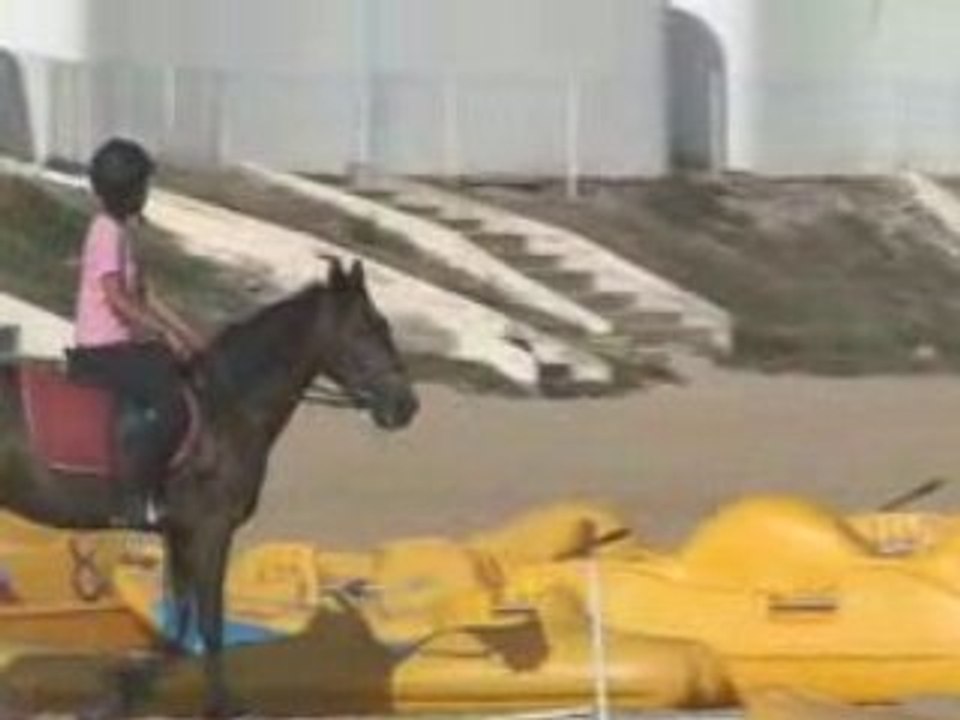 galop sur la plage en Algérie