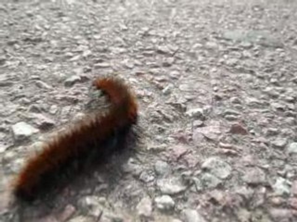 8-chenille à Rix le 6-09-08