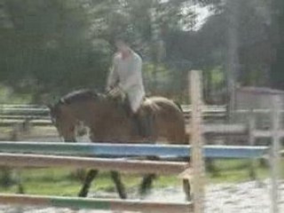 Cheval à vendre par PAPILLON ROUGE gros potentiel