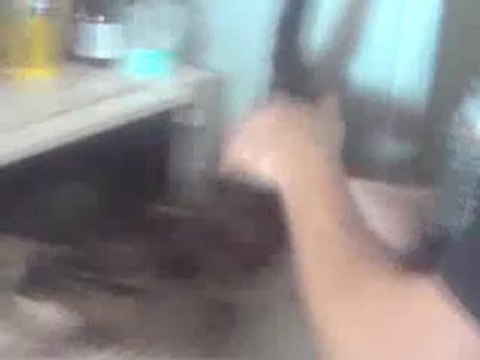 LA TEAM DE QUENTIN A HYERES: un chat