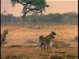 hyenes rient laughing hyenas