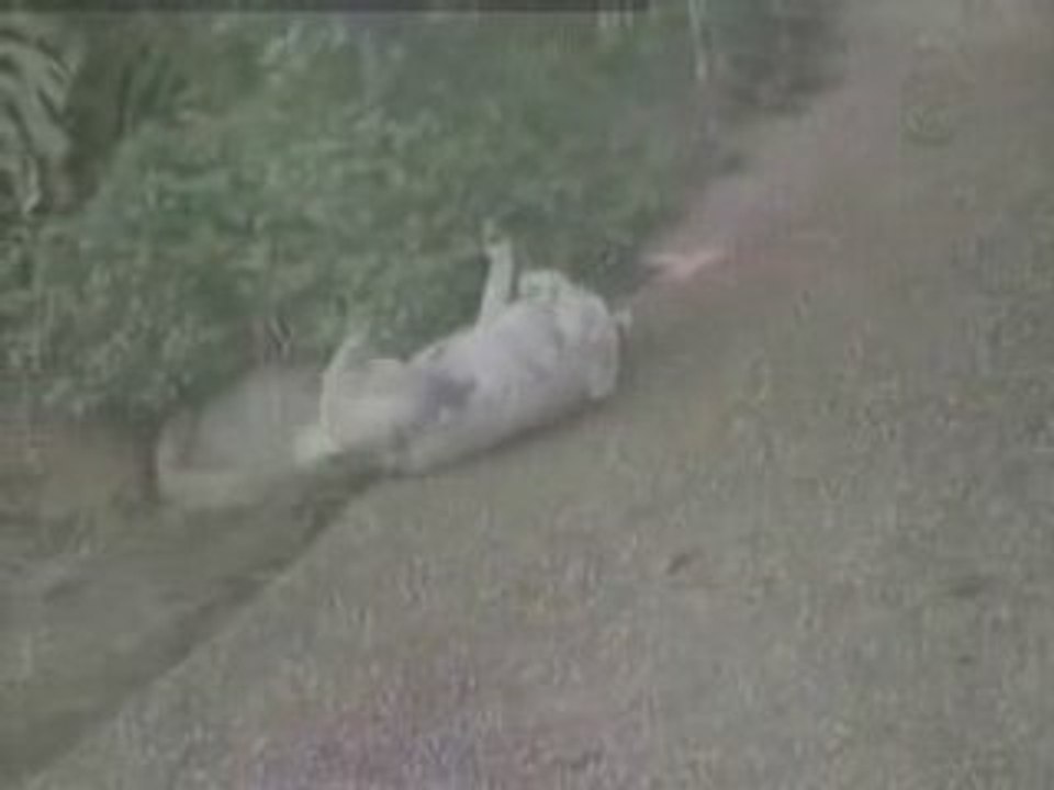 Cachorro Folgado