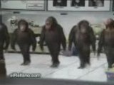 maymunlar horon tepiyo