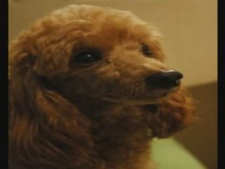 Rush Kennels | Sheila Rush A Dog's Best Friend