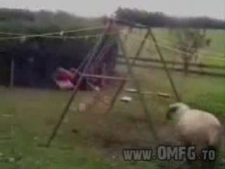Sheep VS Swing