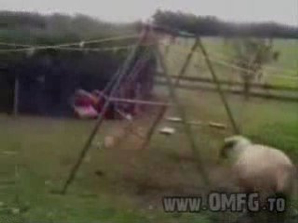 Sheep VS Swing