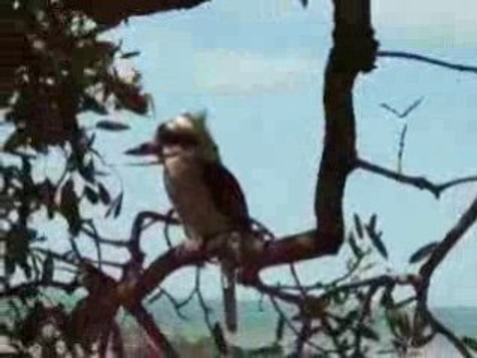 vidéo du kookabura