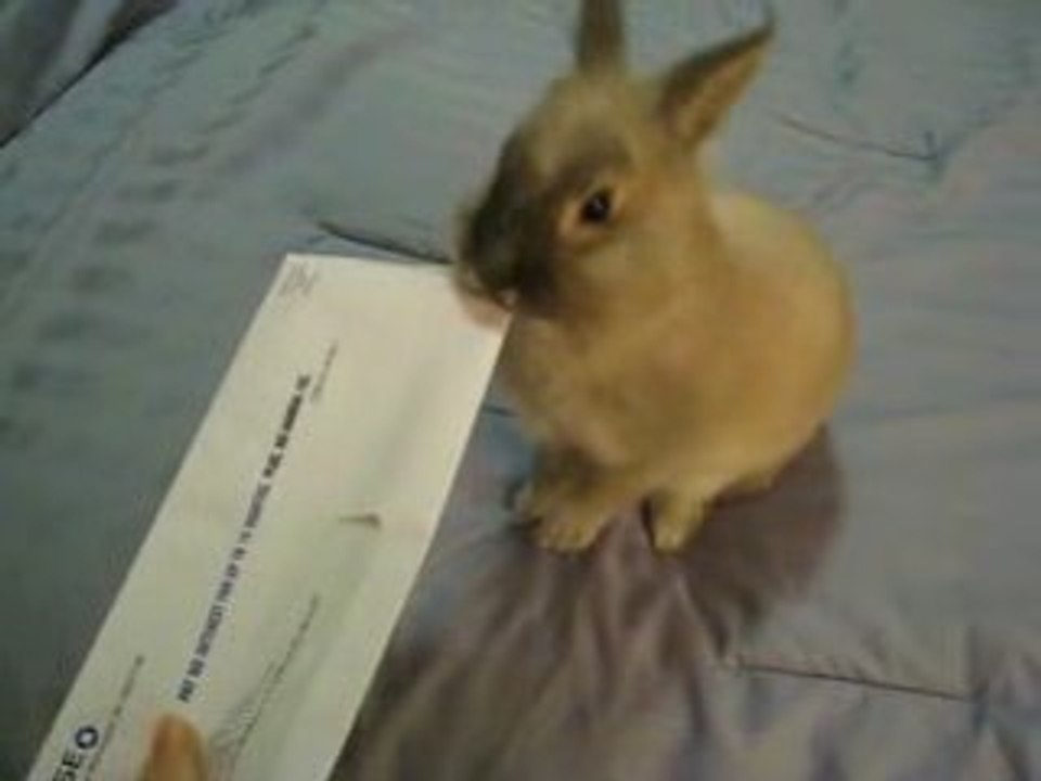 Bunny Envelope opener