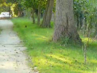 Les écureuils à la cadolière