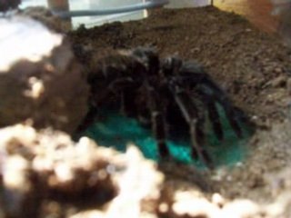 Mygales Brachypelma angusta