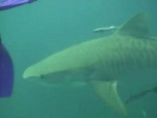 South Africa - Tiger Sharks part 1/3