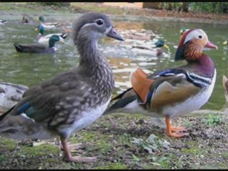 Canard mandarin N