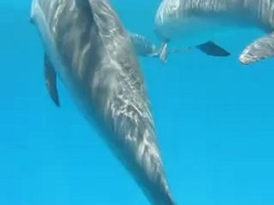 Dauphins