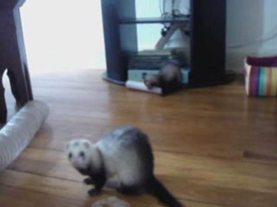Bounty et diesel 2_0001