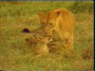 Les fossiles contre l'evolution . part 2.