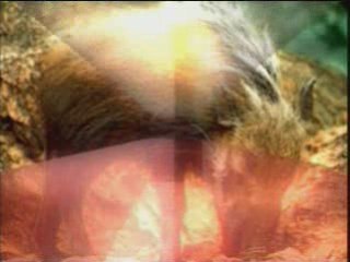 Les fossiles contre l'evolution . part 3.