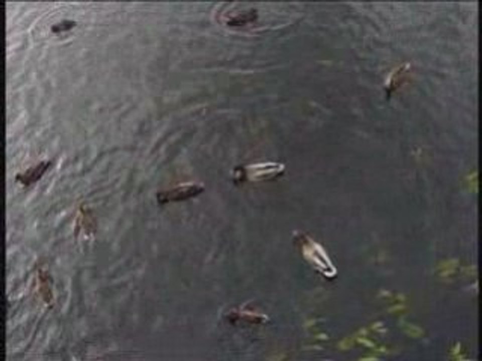 Canards plongeurs explication technique