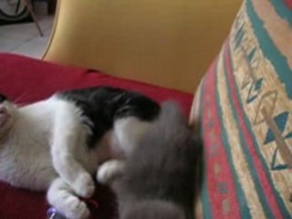 les aventure de pti loup!!