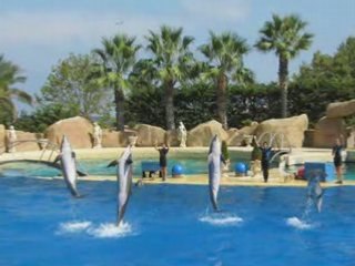 Les dauphins et les orques de marineland