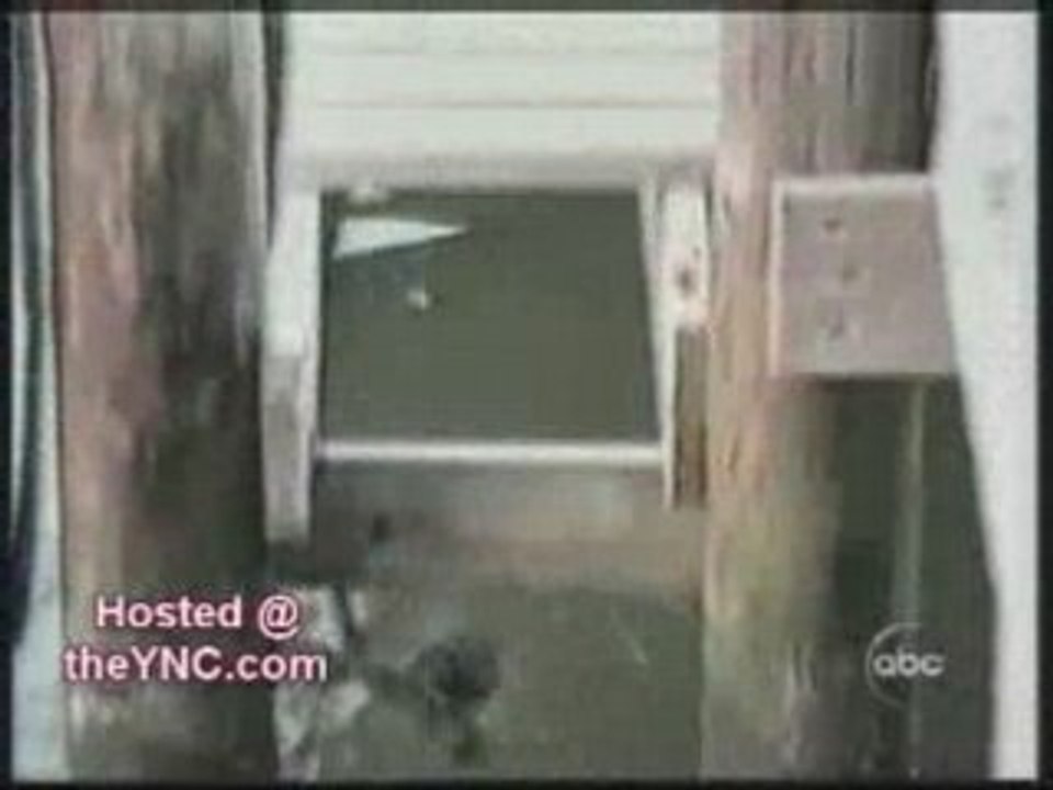 Animaux trés intelligents