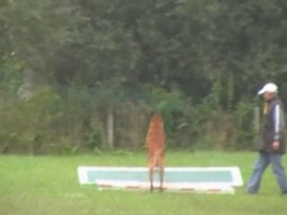 Saut longueur