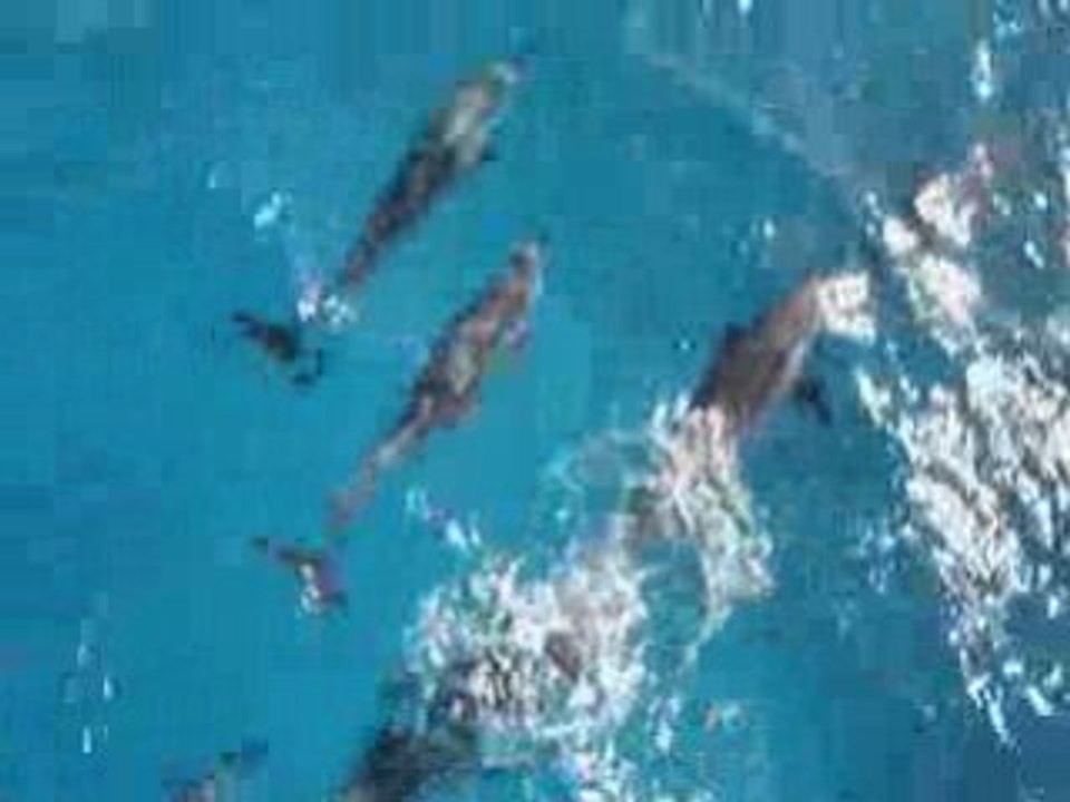 Plongées à Safaga avec MJSUB