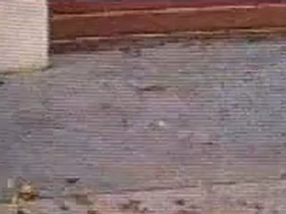 American beauty - plastic bag scene