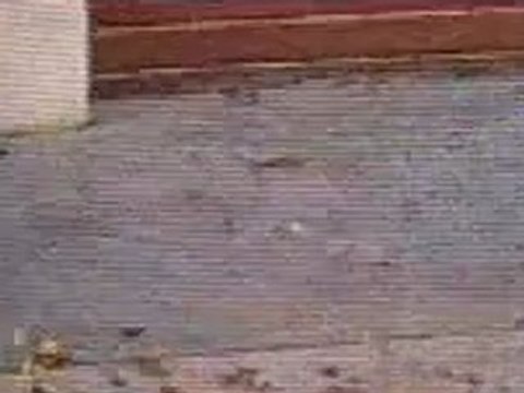 American beauty - plastic bag scene