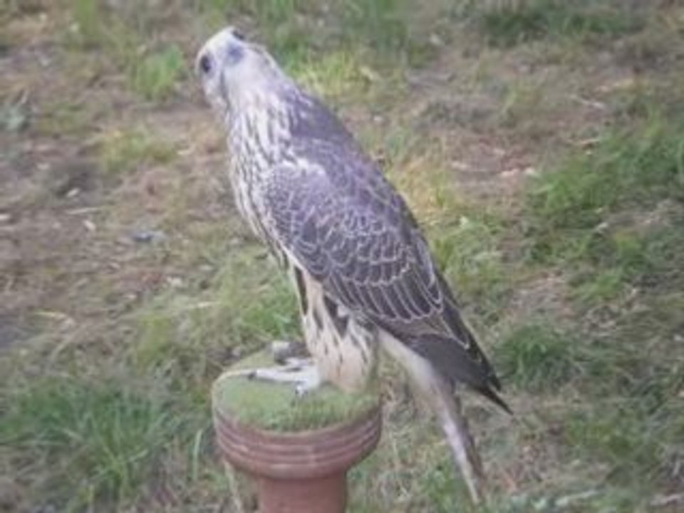 AIGLE Chouette épervier rapaces vacances Pologne Lublin