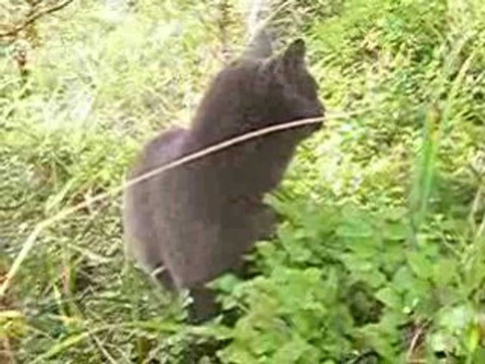 Cat in a forest
