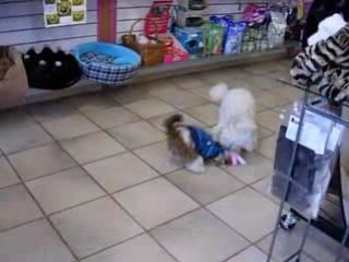 Bubble tente de charmer une jolie blonde