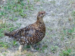 Takfarinas yamma o mere