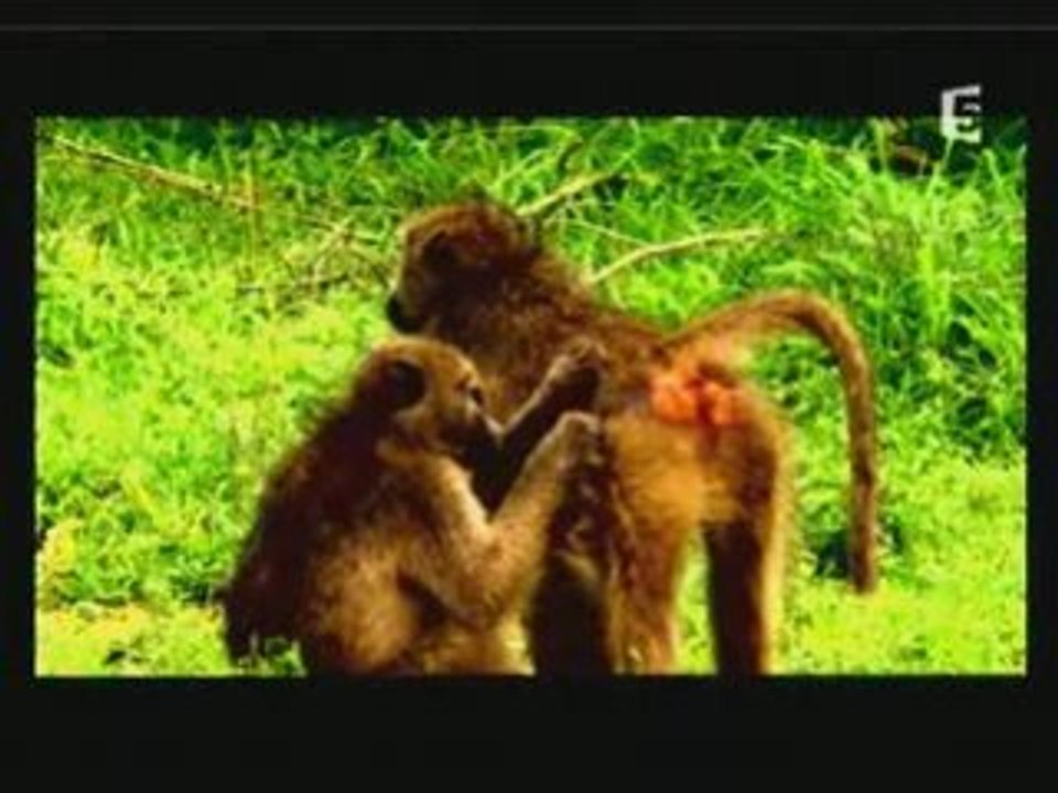 Zoo nursery Ep3 1/3