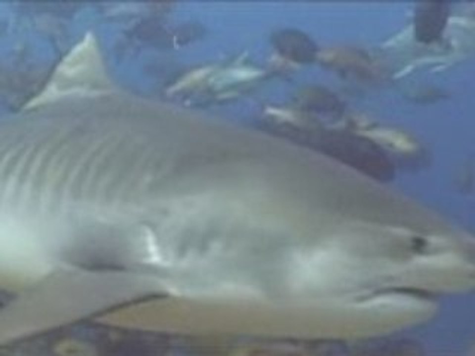 Tauchen mit Tigerhaien - Teil 1