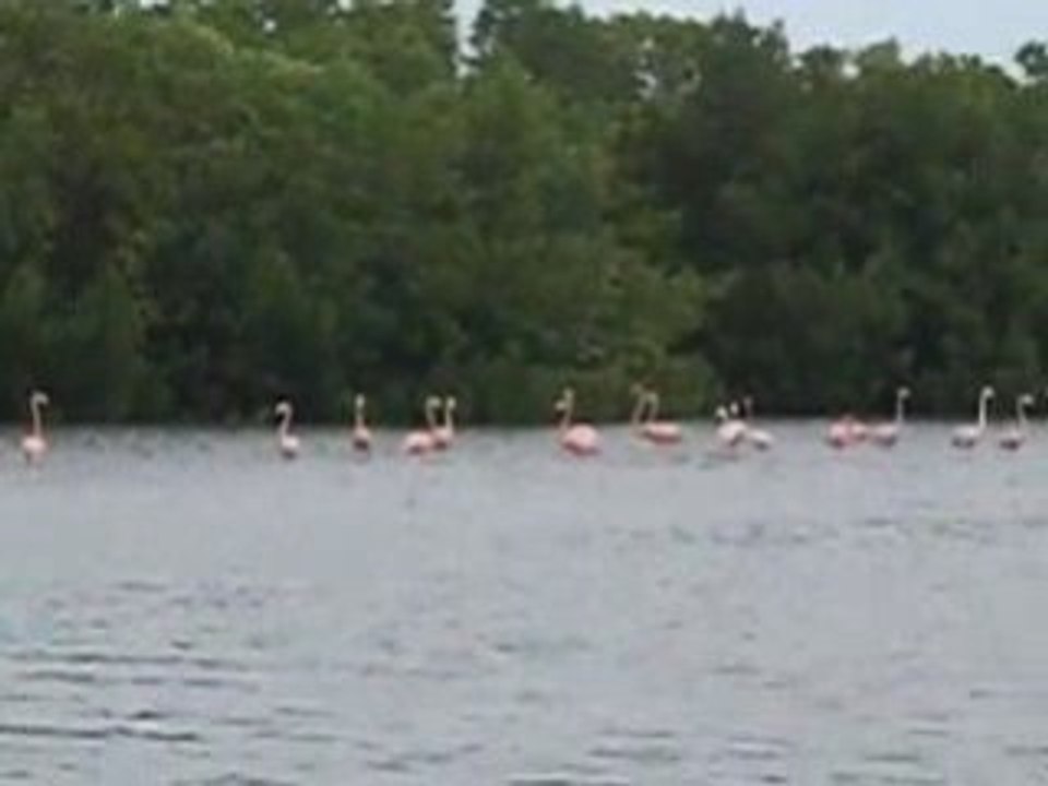Flamants Roses