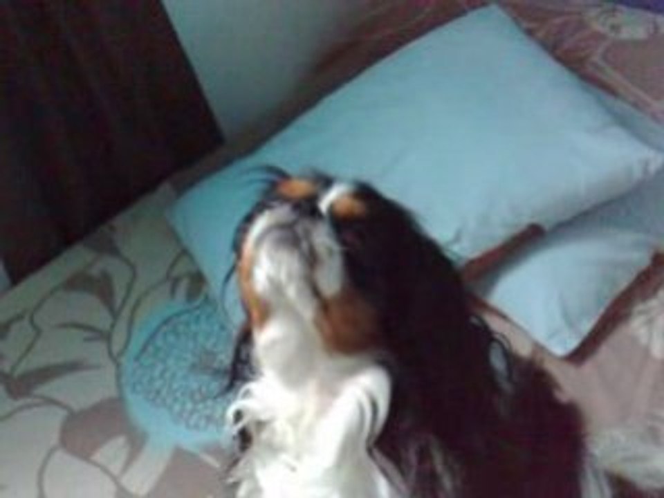 Cavaliers King Charles chante