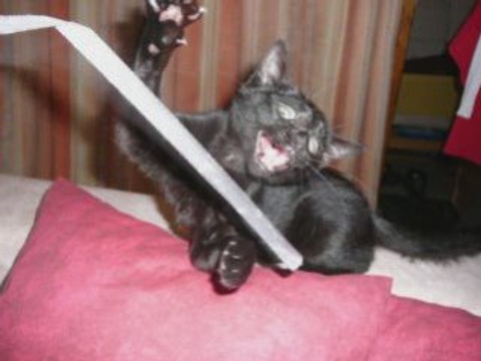 Diaporama chaton Ellie