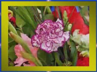 Najpiękniejsze kwiaty