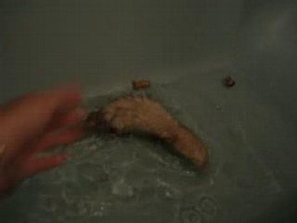 MOV06525
